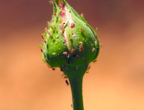 Home Made Pest Control Solution(s)